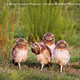 Imagen para el artículo titulado Alégrate el día con los finalistas del concurso de fotografía de naturaleza más divertido